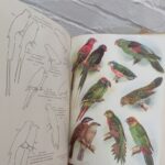 Birds of New Guinea [2 volumes]